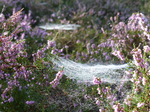 FZ020313 Dew on spiderwebs in heather (Calluna vulgaris).jpg